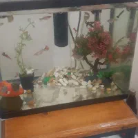 ماهی گوپی|ماهی|فولادشهر, مسکن مهر فولادشهر|دیوار