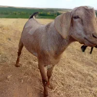 بزغاله نر صلاله