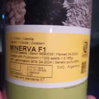 مینروا قوطی آرژانتین 2024
