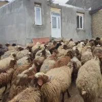 تعدا 60راس گوسفند  نژاد دار بره دار و آبستن سنگین