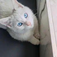 واگذاری حیوان خانگی گربه