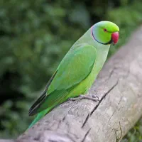 گم شده