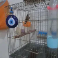 قناری و سهره|پرنده|بوئین زهرا, |دیوار