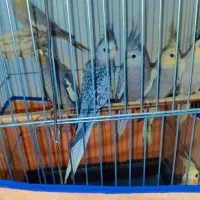 عروس هلندی زیر قیمت کل بازار ایران حراج