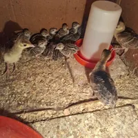 جوجه جوجه