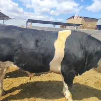 گوساله سیمینتال