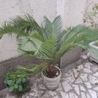 گل سیکاس|گل و گیاه طبیعی|رشت, نیکمرام|دیوار