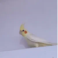لوتینو ماده گمشده
