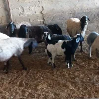 ۸راس میش بره دار