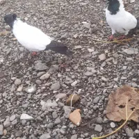 دوعدد کبوتر اصل