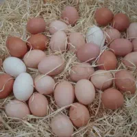 تخم‌مرغ محلی|خوردنی و آشامیدنی|دهگلان, |دیوار