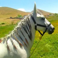 اسب مادیان|اسب و تجهیزات اسب‌سواری|ورامین, ورامین|دیوار