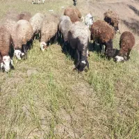 چهل راس گوسفند آبستن وبره دار جوان بالای ۸۰گیلو|حیوانات مزرعه|اردبیل, |دیوار