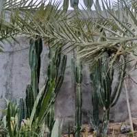 کاکتوس|گل و گیاه طبیعی|کاکی, |دیوار
