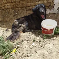 فروش سگ لاس به قیمت