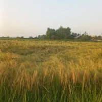 فروش-زمین-شالیزار