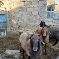 شیشک نر پرواری و بره پای پرواری سبک وزن|حیوانات مزرعه|فامنین, |دیوار