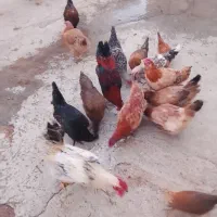 خروس|حیوانات مزرعه|بانش, |دیوار