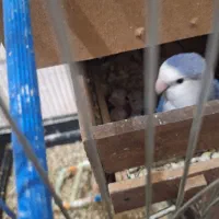 کوتوله برزیلی همراه با جوجه هاش