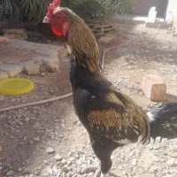 خروس|حیوانات مزرعه|خاش, |دیوار