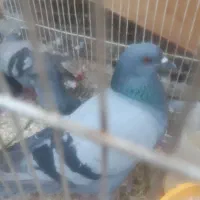 کبوتر چاهی