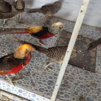 طاووس مصری و تیرنگ بلژیکی|حیوانات مزرعه|سبزوار, صالح آباد|دیوار