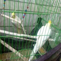 یک جفت عروس هلندی