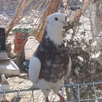 کبوتر طوقی کرمانشاهی|پرنده|هامون, |دیوار
