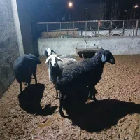 نربز جوان دو راس شیشک جوان|حیوانات مزرعه|ساوه, |دیوار