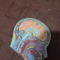 مولاژ اناتومی بدن انسان اموزشی مناسب اموزش|آرایشی، بهداشتی، درمانی|قائم‌شهر, |دیوار