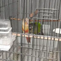 گرینچیک|پرنده|محمدشهر, شهرک پیام (مهرالبرز)|دیوار