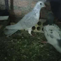 فروش کفتر|پرنده|شیراز, تندگویان|دیوار