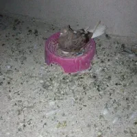 کبوتر