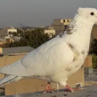 دانه ۴۰۰|پرنده|الوند, |دیوار