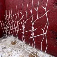 حفاظ شاخ گوزنی تیزی.تراکم زیاد.فوری.قیمتمناسب