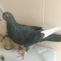 کفتر مینا کرمونی