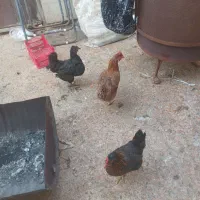 مرغ و خروس محلی