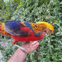 انواع طاووس بلژیکی لیمویی زینتی و دستگاه جوجه کشی