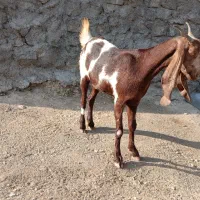 بز نژاد افغان|حیوانات مزرعه|ویسیان, |دیوار