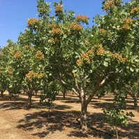 عرضه مستقیم بهترین ارقام نهال ژنوتیپ بدون واسطه|خدمات باغبانی و درختکاری|کرمانشاه, |دیوار