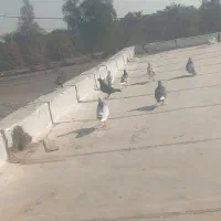 ۸ عدد کبوتر سرحال|پرنده|رودخانه, |دیوار