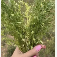 مرجی سامانی