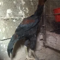 ۵ عدد خروس و ۱ عدد مرغ لاری|حیوانات مزرعه|مشگین شهر, |دیوار