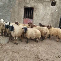 میش سنجابی|حیوانات مزرعه|زنده رود, |دیوار