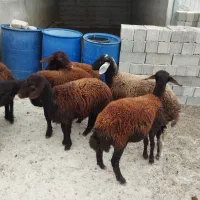 ۶ راس بره ماده زیرقوچی درجه یک قزل افشاری