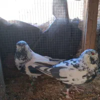 کبوترپرشی|پرنده|خمینی‌شهر, |دیوار