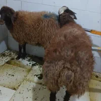 گوسفند خونی