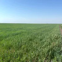 زمین کشاورزی با سند شش دانگ|فروش زمین و ملک کلنگی|بندر ترکمن, |دیوار