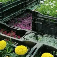 خدمات باغبانی  و گل کاری