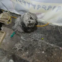 سگ شیتزو|سگ|الوند, |دیوار